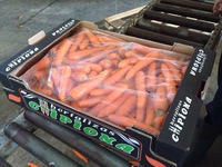 Carrot bulk