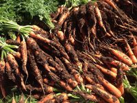 Carrot bunches