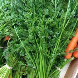 Caja con zanahorias en manojos