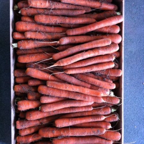 Zanahorias sin procesar