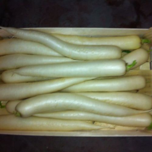 Almacén de hortalizas en Cádiz 22