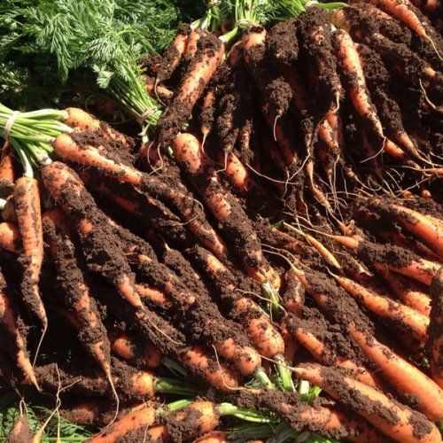 Zanahoria en manojos