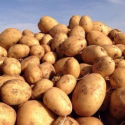 Almacén de hortalizas en Cádiz 19