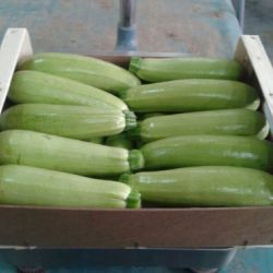 Calabacines blancos