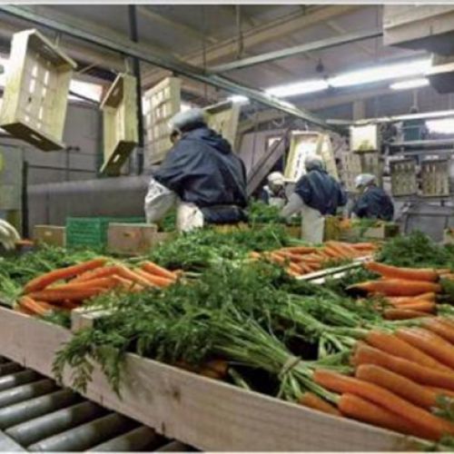 Almacén de hortalizas 5