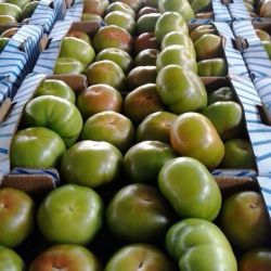 Almacén con cajas de tolmates