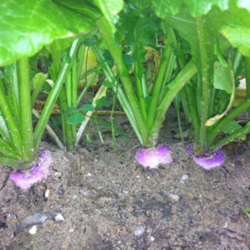 Almacén de hortalizas en Cádiz 28