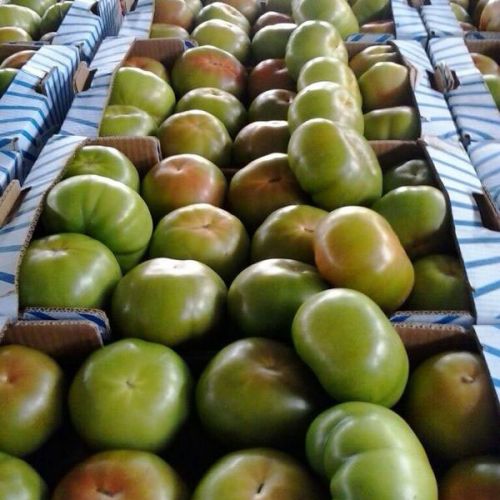 Almacén con cajas de tolmates