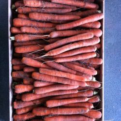 Zanahorias sin procesar