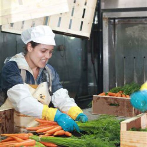 Trabajadora en lavadero de zanahorias