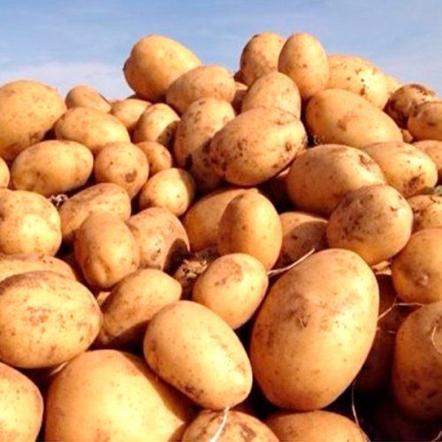 Patata