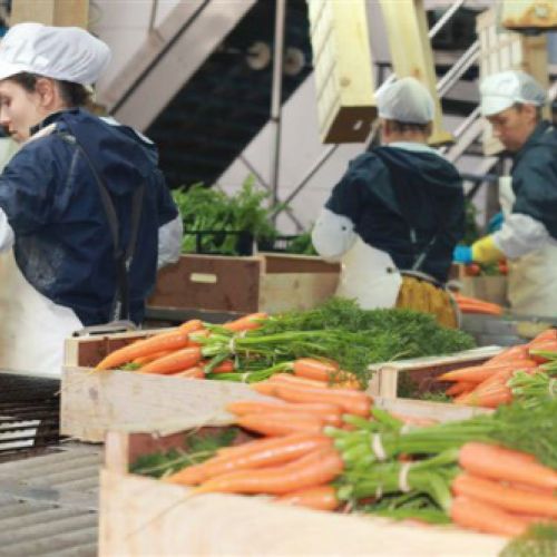 Lavadero de zanahorias