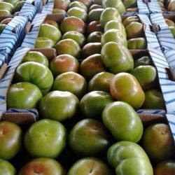Almacén con cajas de tolmates