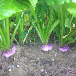 Almacén de hortalizas en Cádiz 28