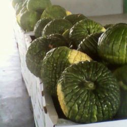 Almacén de hortalizas en Cádiz 29