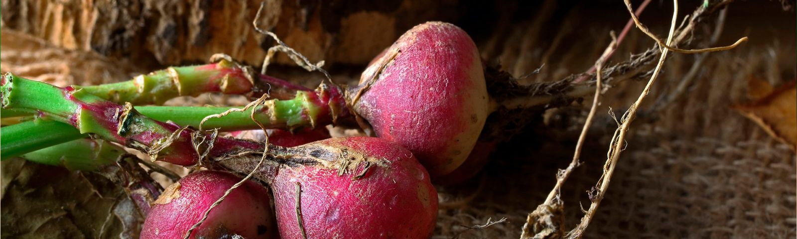 Mayorista de hortalizas Cádiz