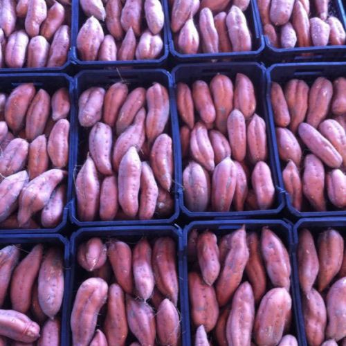 Almacén de hortalizas en Cádiz 26