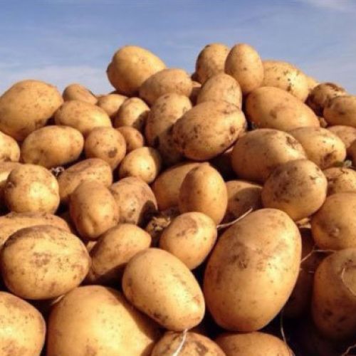 Almacén de hortalizas en Cádiz 19