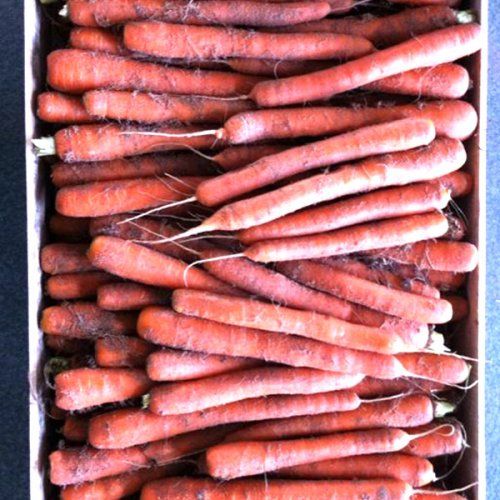 Zanahorias sin procesar