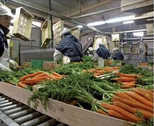 Hortalizas certificadas