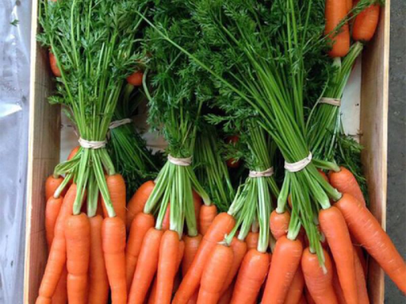 zanahorias manojos