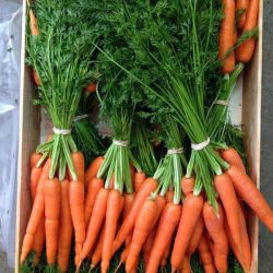 Zanahorias en manojos