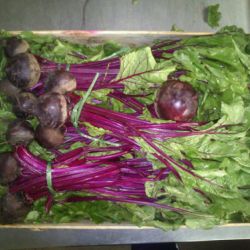 Caja de remolacha de mesa