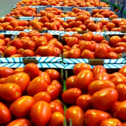 Tomate pera