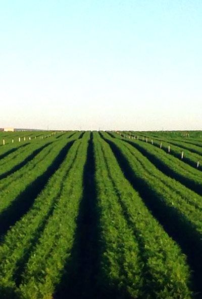 Contacta con Hortalizas Chipiona