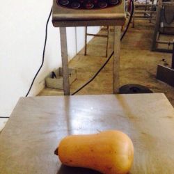 Calabaza cacahuete sobre mesa en almacén