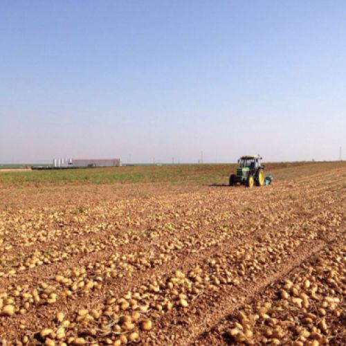 Almacén de hortalizas 4