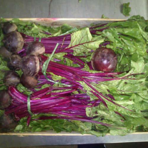 Caja de remolacha de mesa